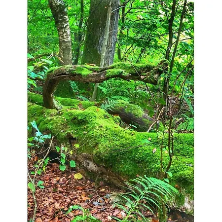 Ravensberg Bad Sachsa